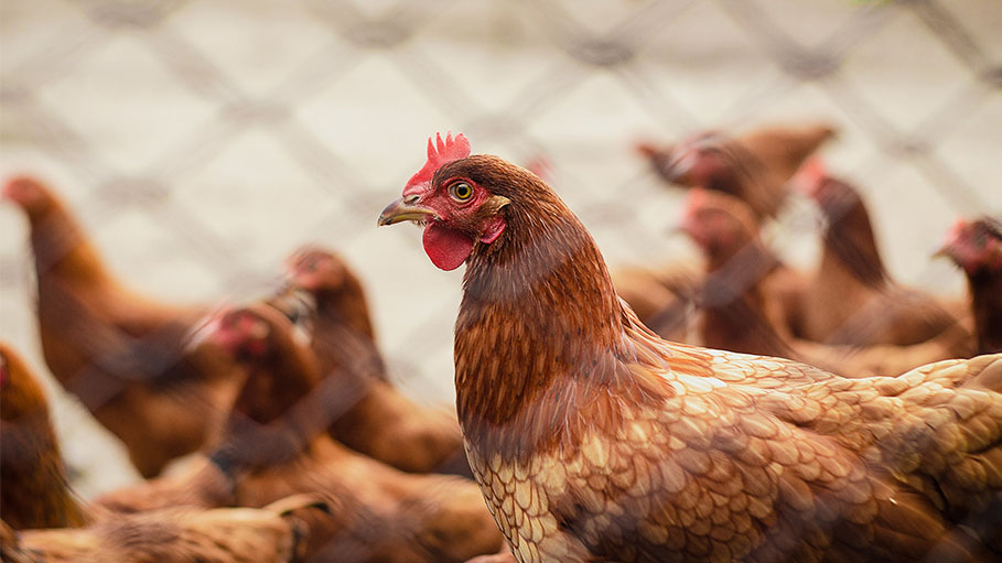 Poland to Cull More Than 9 Lac Hens Amid New Bird Flu Outbreak