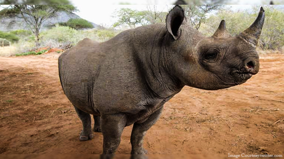 World’s Oldest Rhino, Fausta Died at the Age of 57 Years