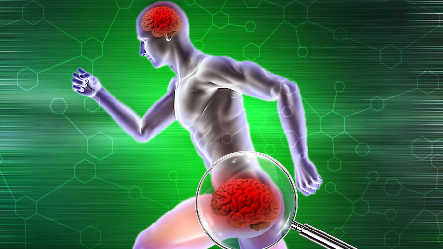 A New Research States Human Beings Have a Second Brain and It is Located in the Butt