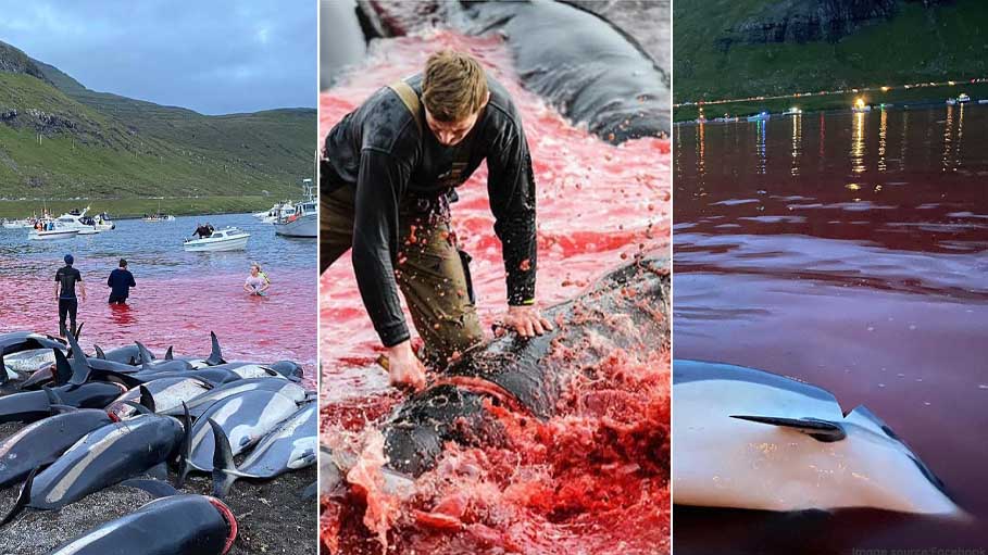 Outcry as 1,400 Dolphins Slaughtered in a Day in Denmark
