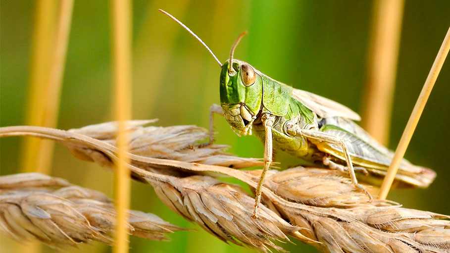 Maharashtra: Desert Locusts Enter in Vidarbha Region