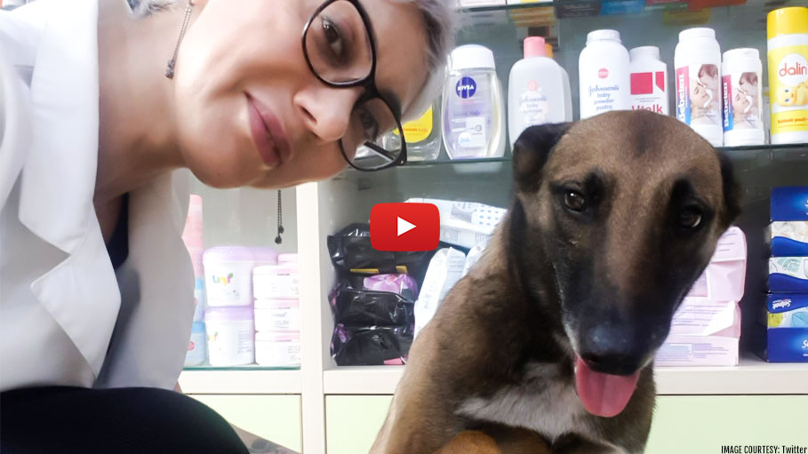 Adorable Street Dog Walks to Pharmacy to Show Injured Paw, Viral Video Moving All to Tears