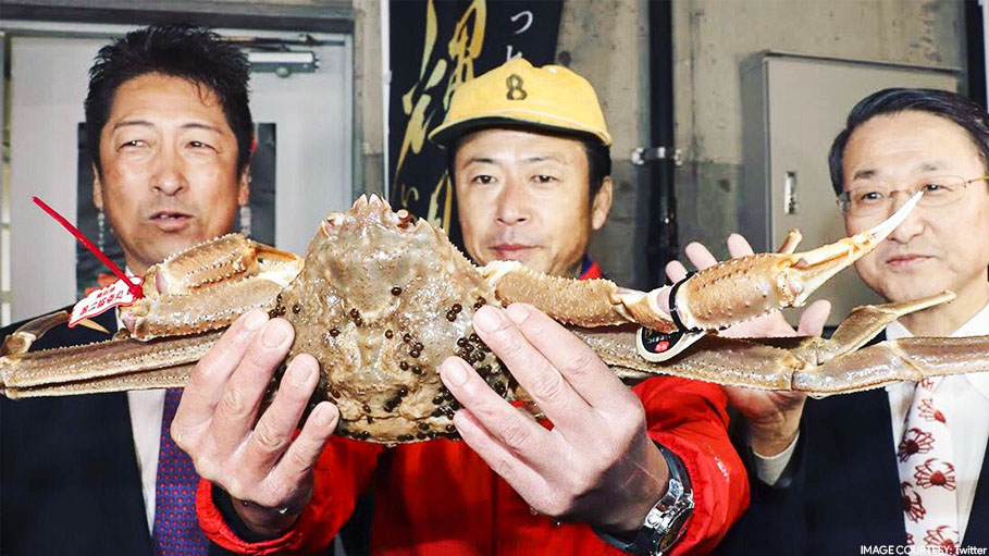 World’s Most Expensive Crab Sold for 46,000 Dollars at an Auction