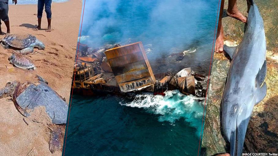 Dozens of Dolphins, Turtles Killed by Fire-Ravaged Ship: Sri Lanka