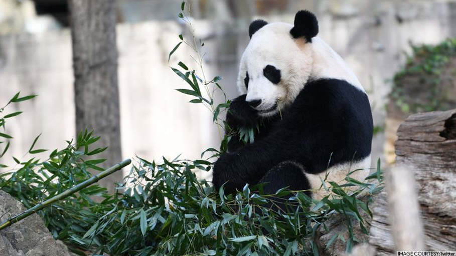 The Only US Born Giant ‘Panda’ Leaves for China for a Special Program