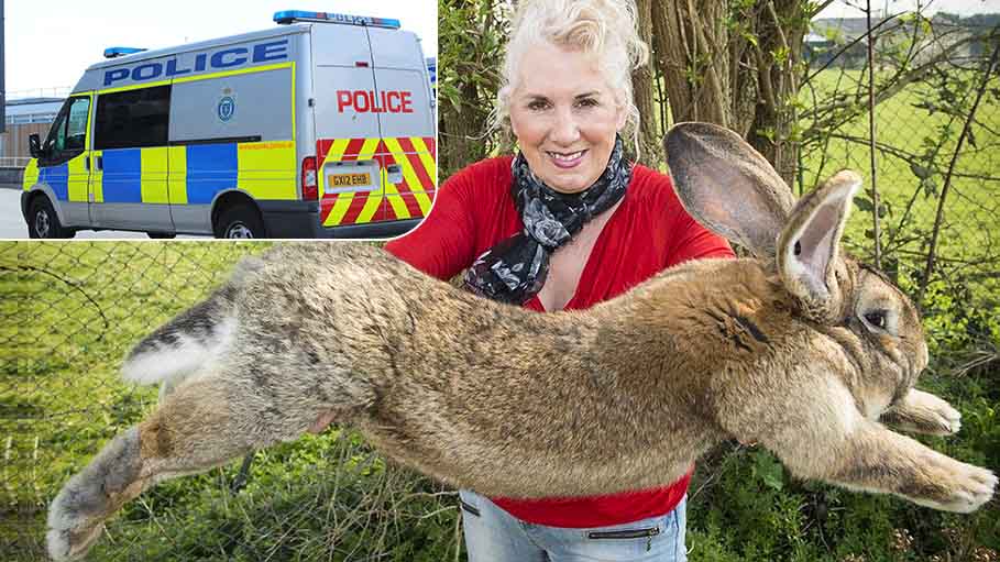 British Police Hunt for Thieves Who Stole World's Biggest Rabbit