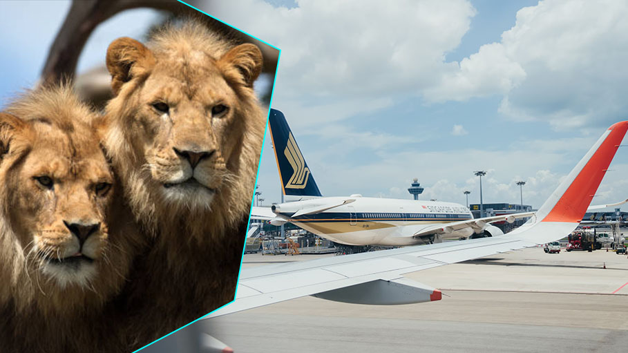 2 Lions Escape Freight Container at Singapore Airport, Sedated