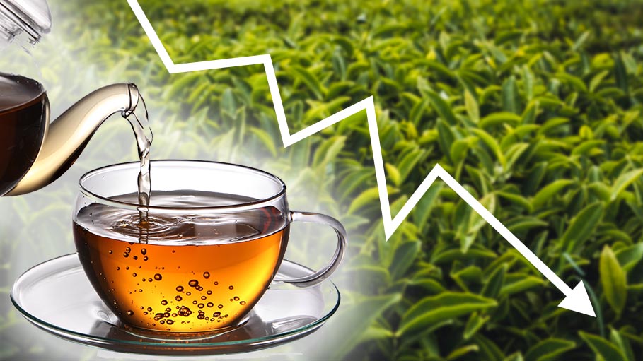 India's Tea Industry Suffers Double Whammy from Heavy Rains and Kenya