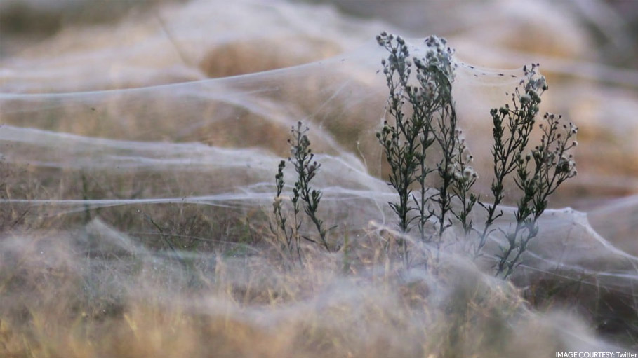 A Spectacular Sea of Spiderwebs Found In East Gippsland in Victoria Australia