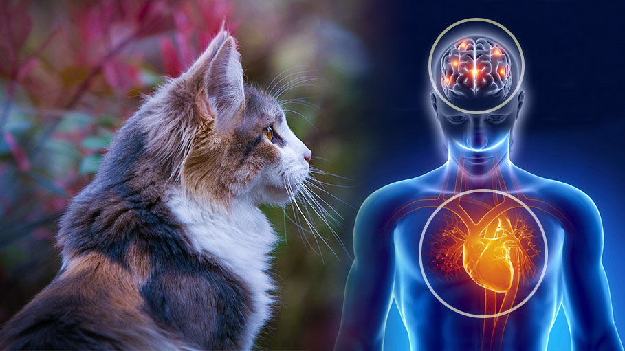 Cats are Taking Care of Human Health and Helping in Preventing Diseases