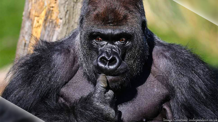 Goodbye Koko! The Gorilla Who Learned Sign Language, Passed Away