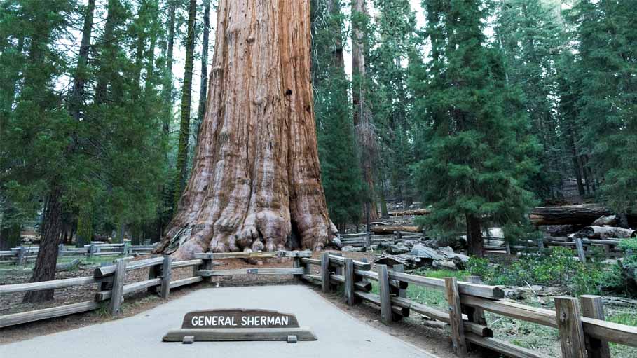Firefighters Optimistic about Saving World's Biggest Tree from Wildfires in Us
