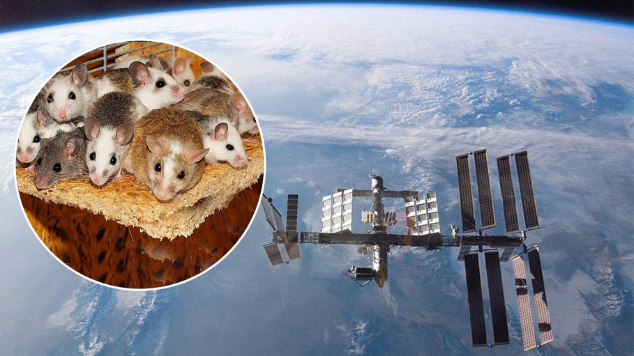 Mouse Sperm Stored on International Space Station Produces Healthy "Space Pups" : Research