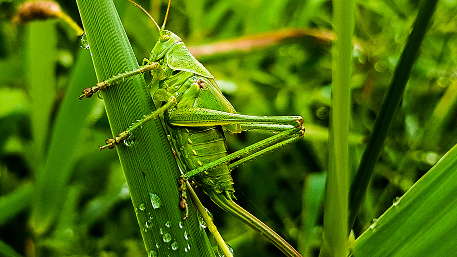 Karnataka is Safe, Locusts Have Moved to Other States