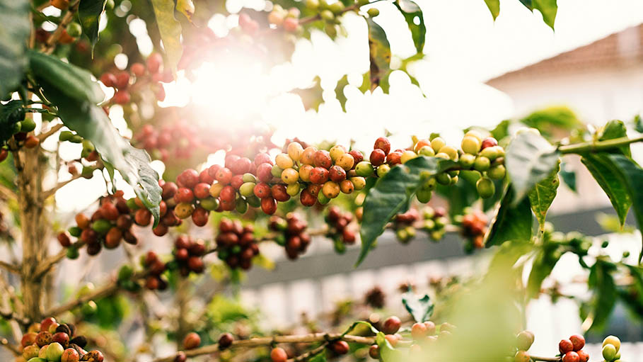 Can Australia Save the Coffee Culture: Know Where is the Issue