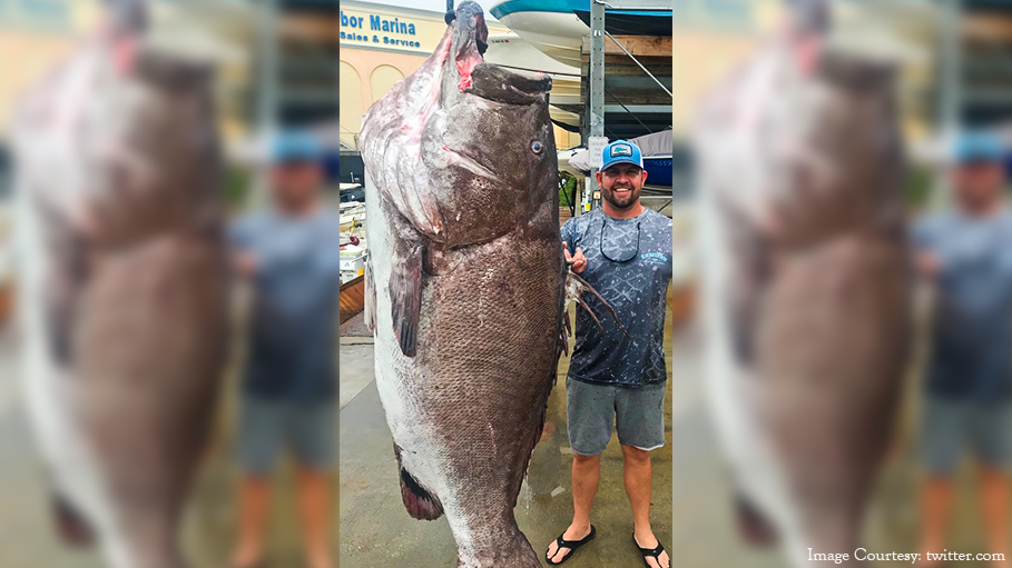 Florida Fisherman Catches Oldest Grouper Fish on Record!