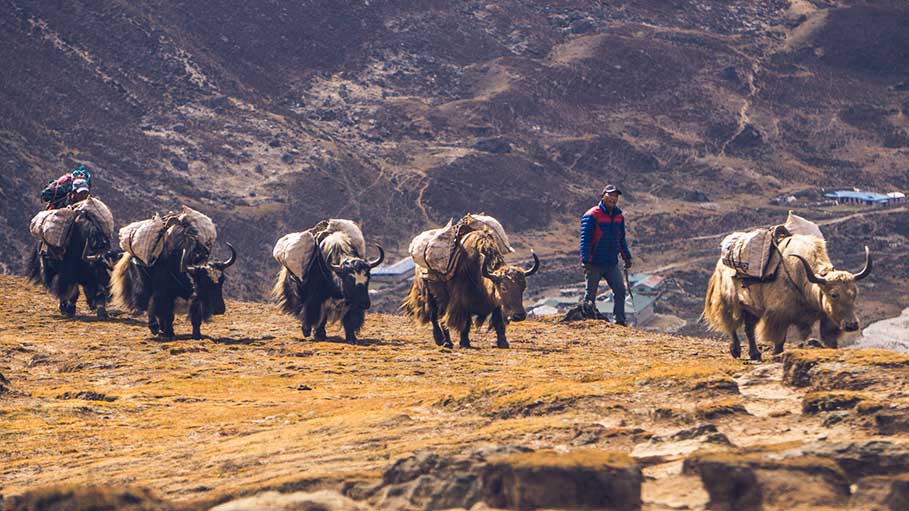 As "Humane Gesture" Indian Army Hands Over 13 Yaks, 4 Calves to China