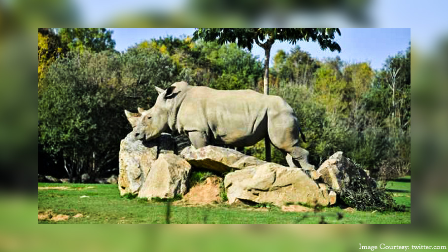 World’s Oldest Captive Rhino Sana Died at the Age of 55 Years