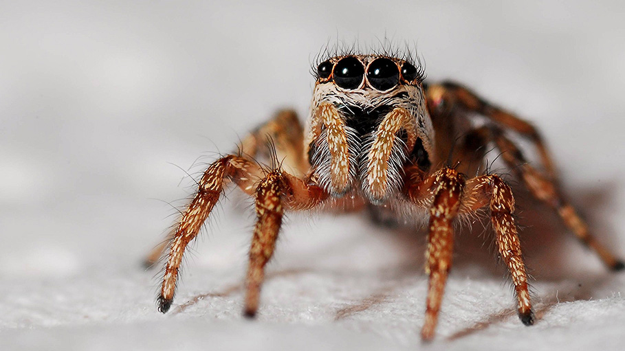 Spiders Can Eat All Humans on Earth, in a Year