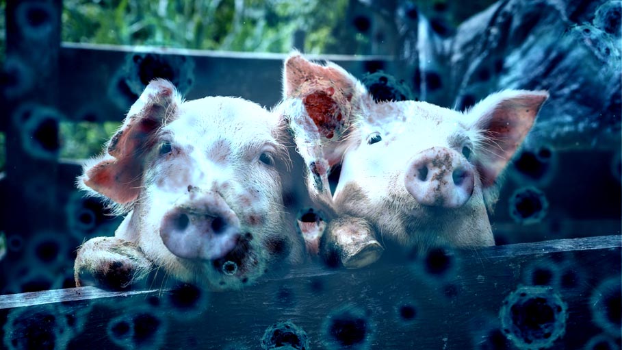 New Form of China Swine Fever Strains Point to Unlicensed Vaccines