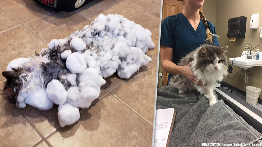 Frozen Cat Survives after Being Found in a Snow Bank in Montana