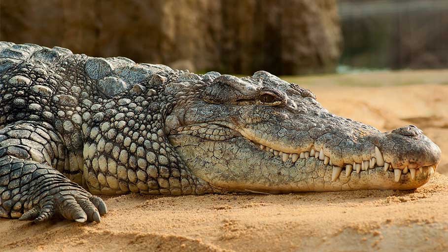 Crocodile Rescued from Toilet of House in Firozabad