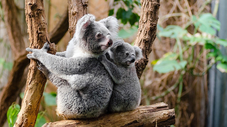 37000 Koalas Killed During Australia’s Wildfire, Only 9000 Remains
