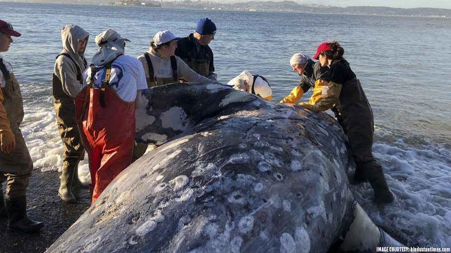 Whale Died with 40 Kg of Plastic Bags inside Stomach