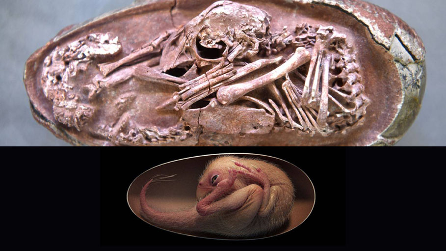 Perfectly Preserved Dinosaur Embryo, Waiting to Hatch: China