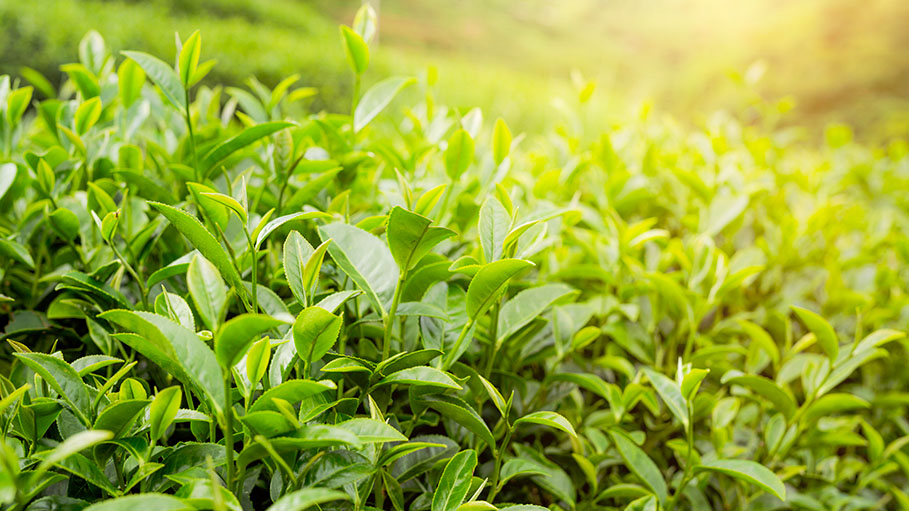 From Flask to the Field: Breakthrough Research on Micropropagation of Tea Plants
