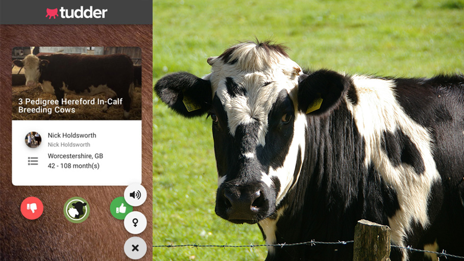 An App to Unite Cows in Search of Love