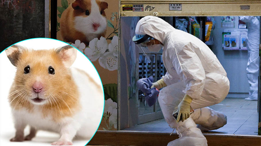 Hong Kong: Covid Hamster Cull Sparks Fear of Owners Abandoning Pets