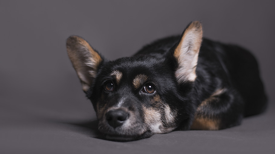 Coronavirus Detected in Pet Dog in UK: Report