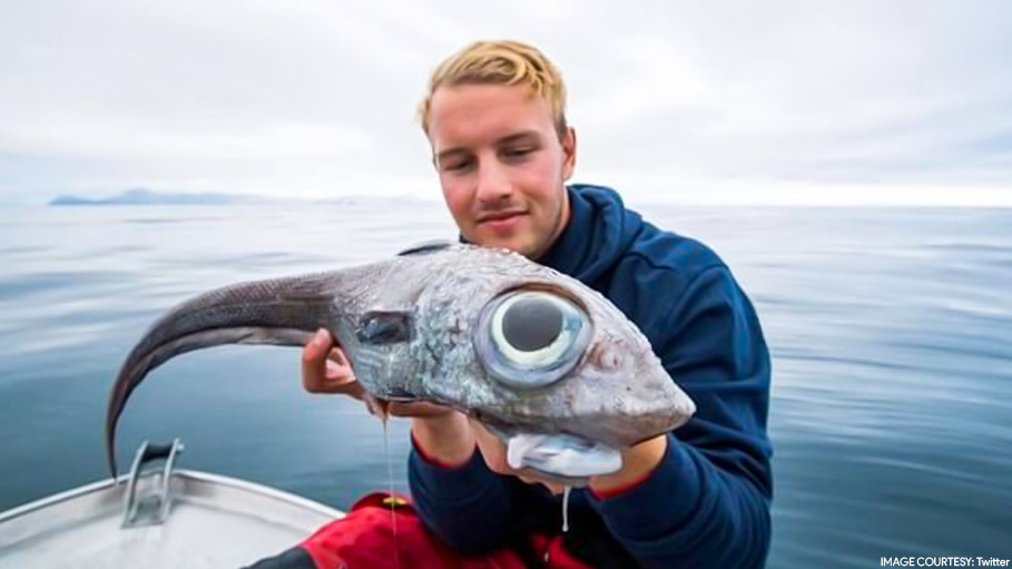 Dinosaur Like Fish Captured in Norway