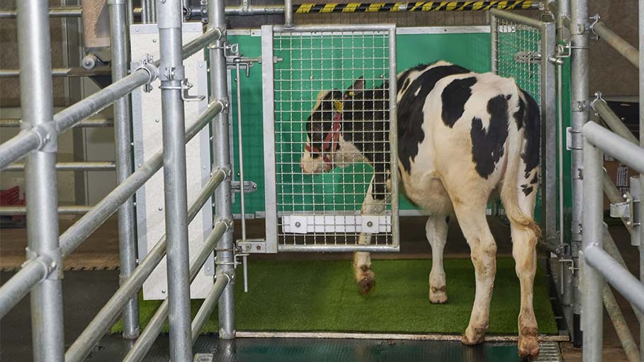 Climate Researchers of New Zealand "Potty Train" Peeing Cows