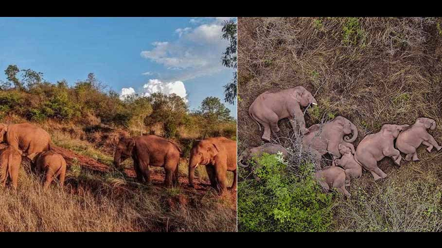 Watch How Trekking Elephants Wait for Slower Youngster to Catch Up