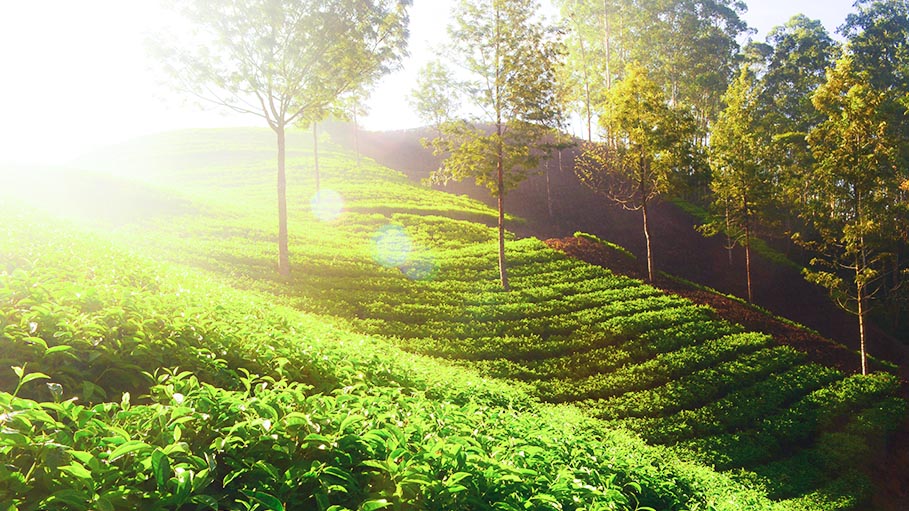 ITA Teams up with SOLIDARIDAD to Turn Small Growers Globally Competitive