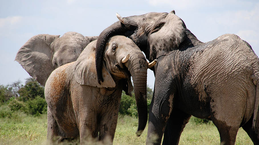 Namibia to Auction 170 Wild Elephants over Draught and Increased Population