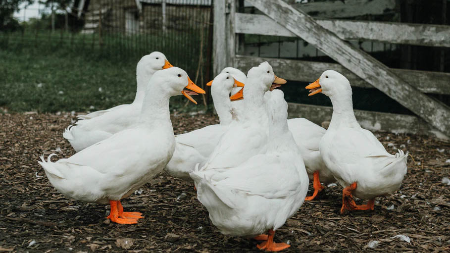 France Confirms H5N8 Bird Flu Outbreak on Duck Farm