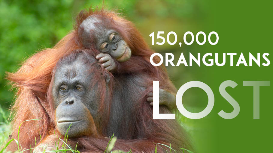150,000 Orangutans Lost in the Jungles of Borneo