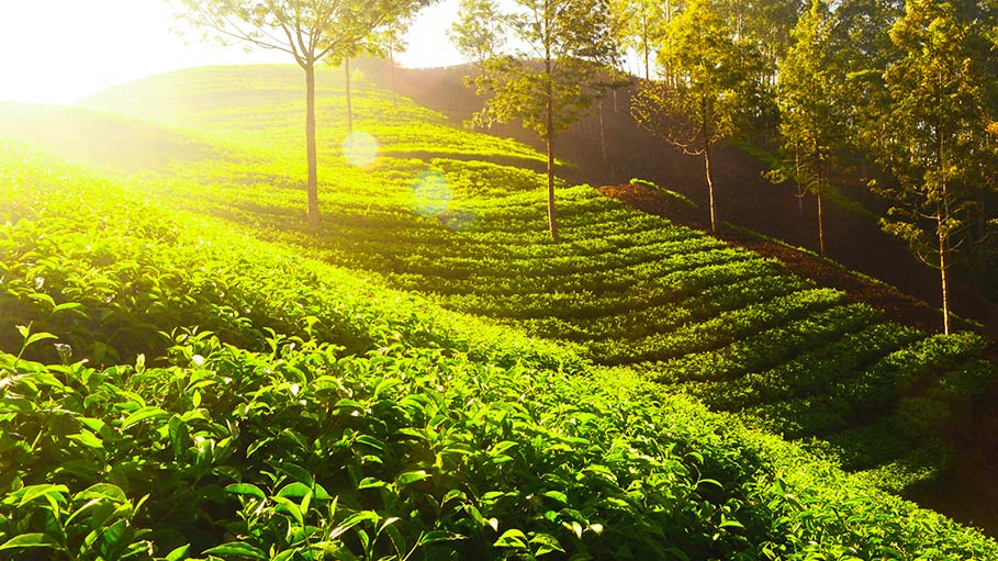 Here’s a Solution to Make Tea Pesticides Free & Adhere to Stringent EU Norms