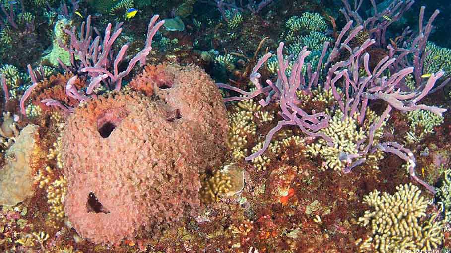 Sponge Structures in Oceans May be Earth's Oldest Animal Life