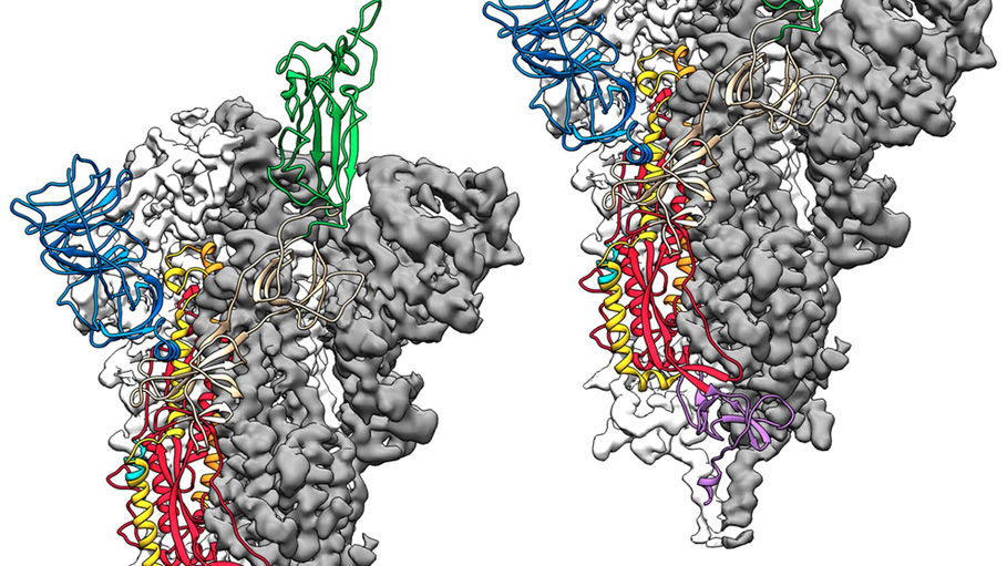 Researchers Have Made First 3D Map of Novel Coronavirus