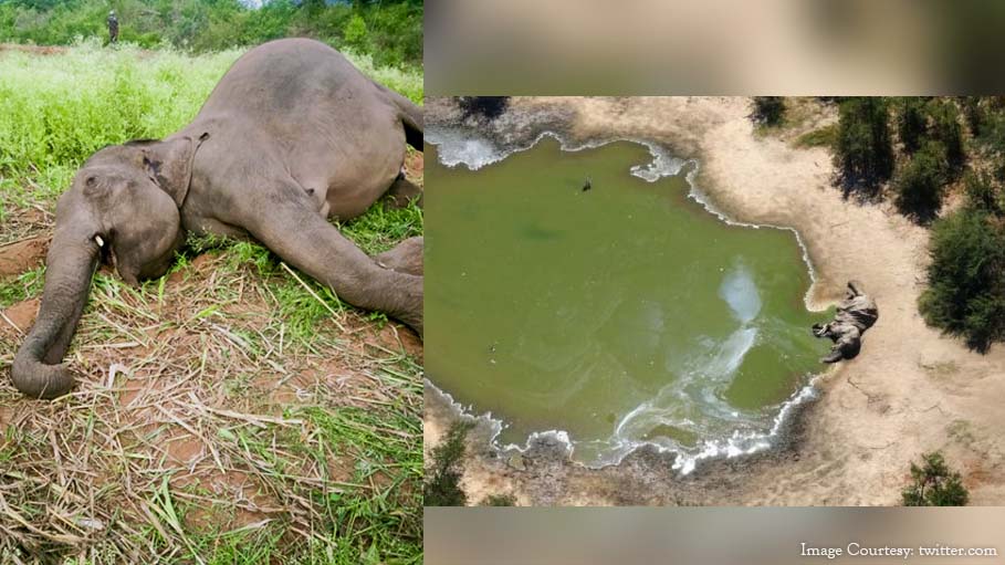 Hundreds of Elephants Die Mysteriously in Botswana