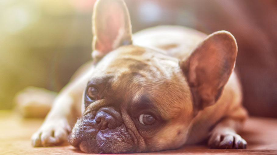 Bad Dog? Research Suggests Superbug Connection to Man's Best Friend