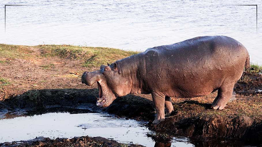 Hippo Kills Tourist During Selfie Time