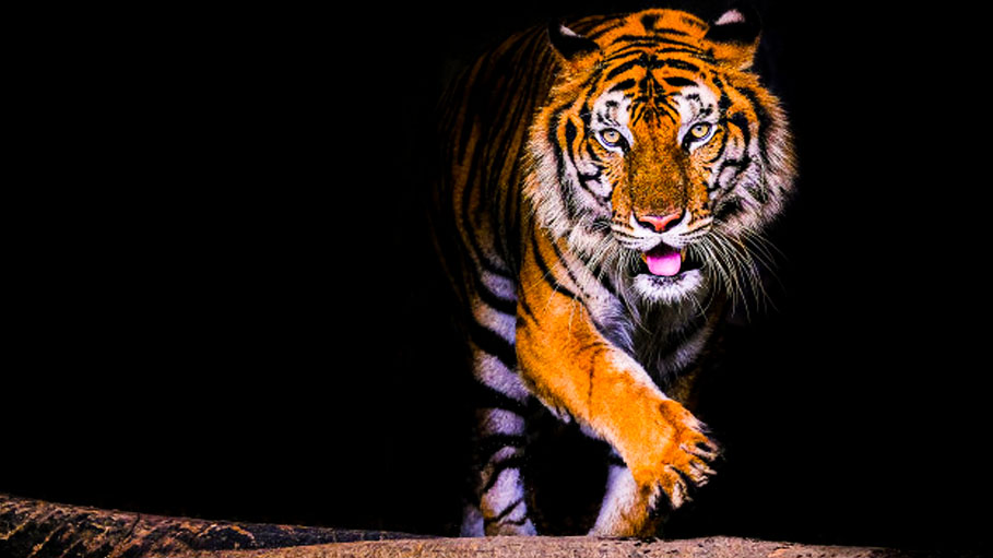 Shoot Dead Tigers with 8 Human Kills: Maharashtra Leader to Forest Department