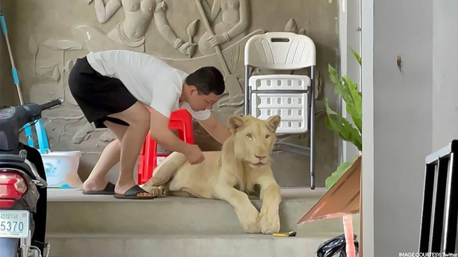 Pet Lion of Chinese National Confiscated in Cambodia