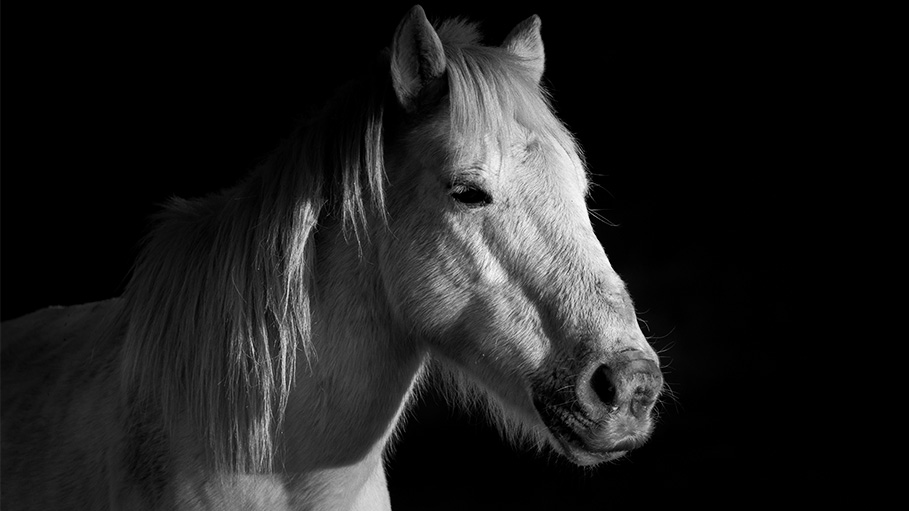 Bangladesh: Horses Starve to Death as Pandemic Hits Tourism Industry