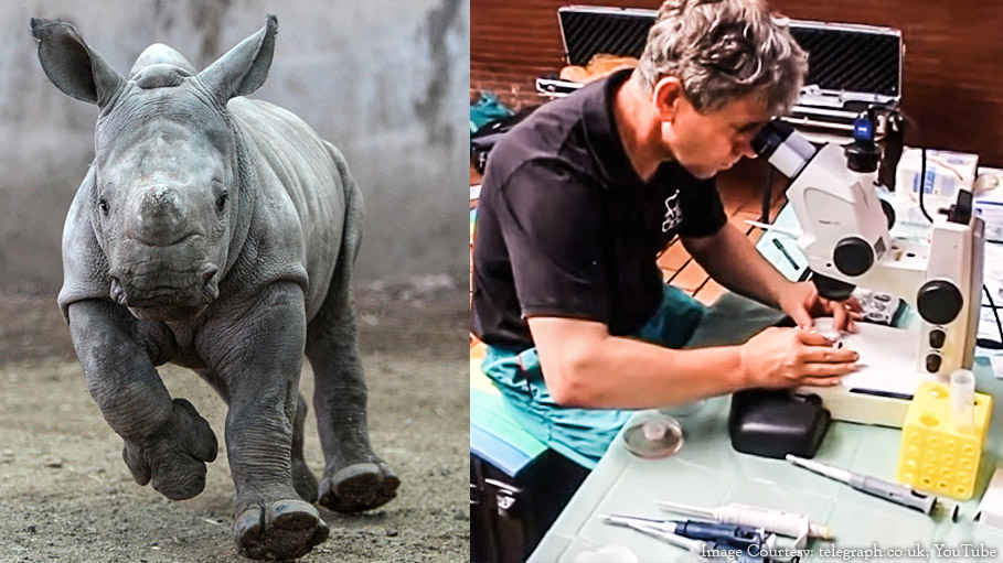 Test Tube Baby, A White Rhino